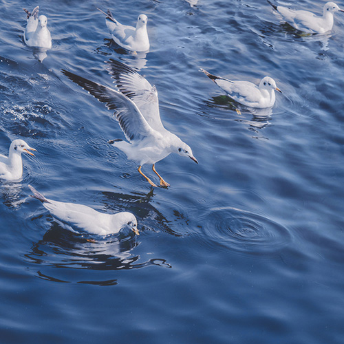 动物园钉子户 – 动物园钉子户Ⅱ