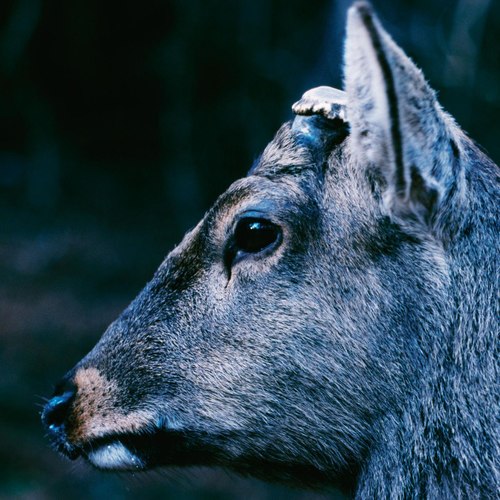 Toe – the book about my idle plot on a vague anxiety